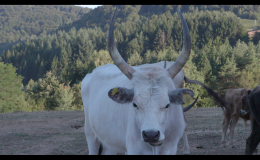 ANIMAL SPECIES